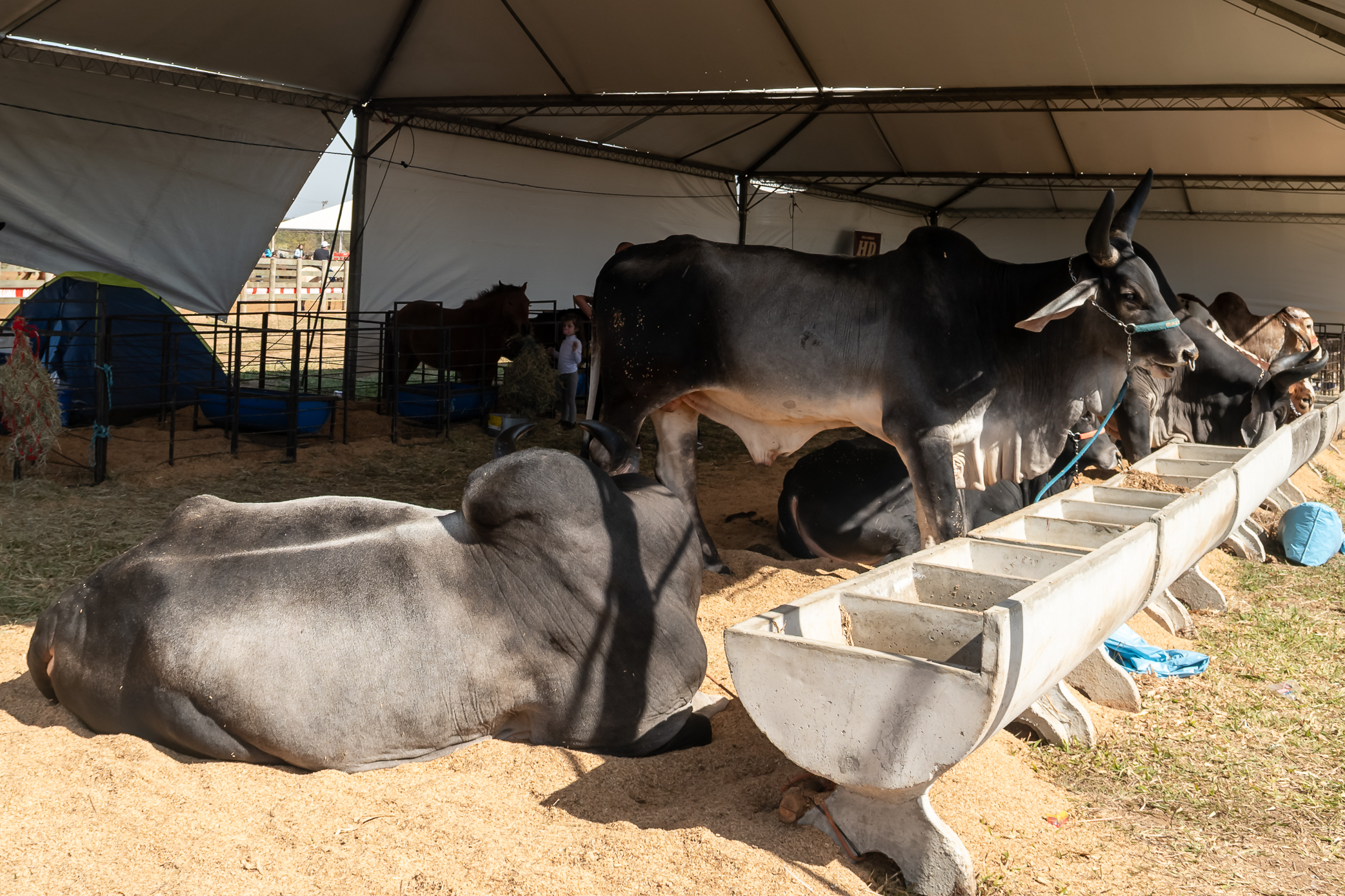 Exposição de Gado de Corte