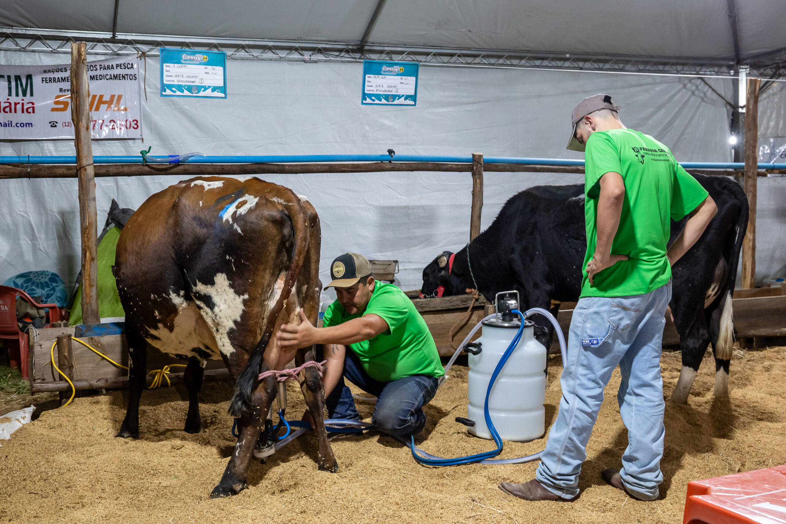 Exposição de Girolando