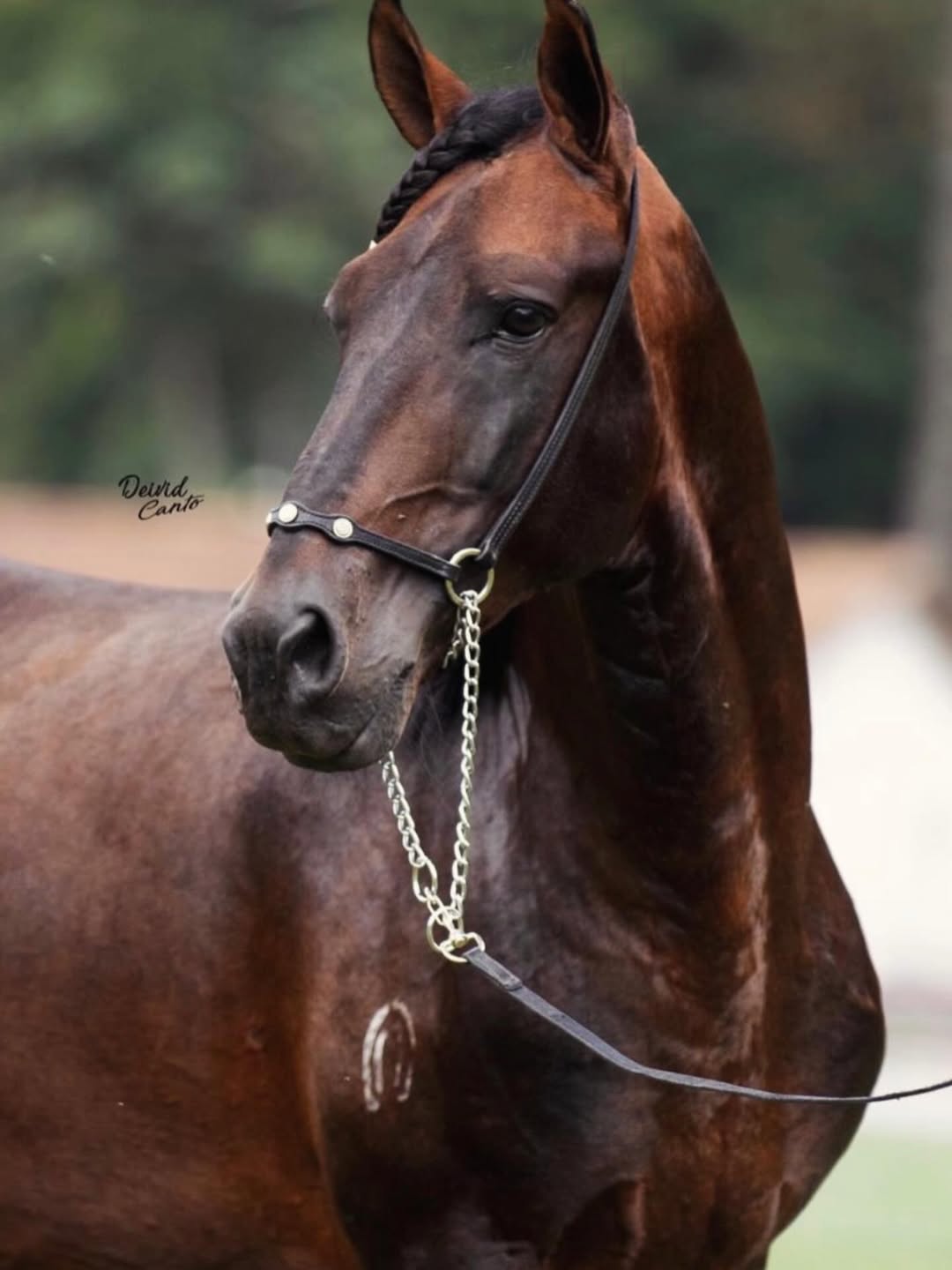 Logan Rio Raso
