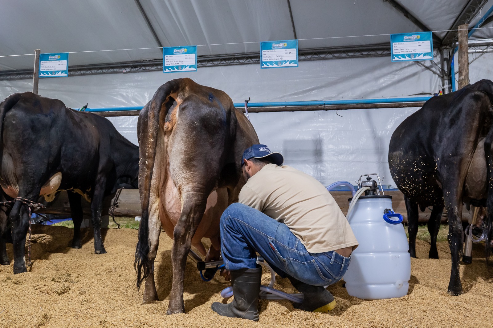 ExpoPinda: Tradicional Torneio Leiteiro acontece em duas categorias